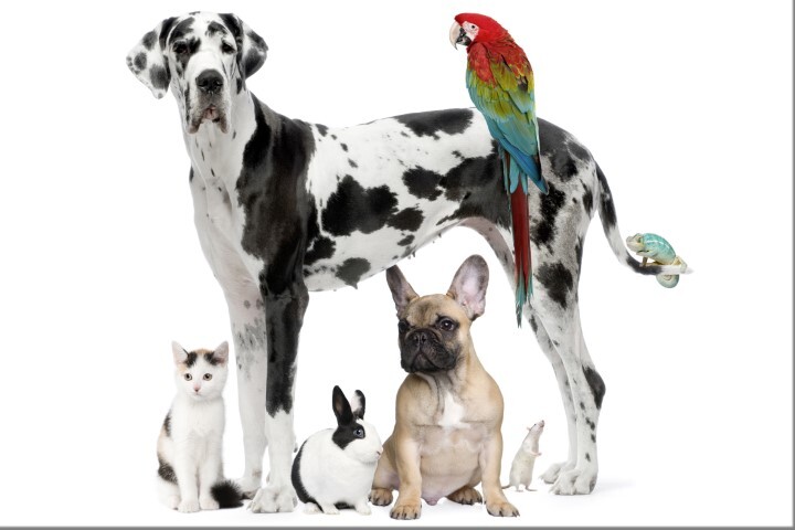 Haustier-Fotoshooting-Gutschein! inkl. Bilder!