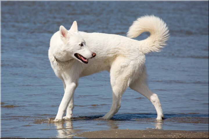Hunde-Fotoshooting-Gutschein! inkl. Bilder!