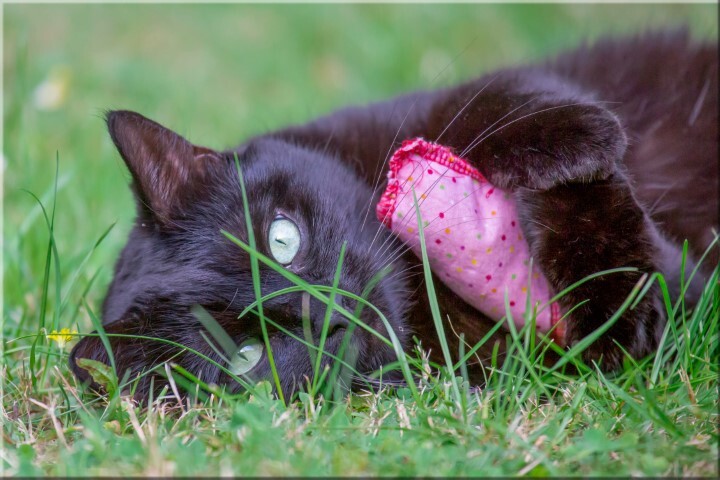 Katzen-Fotoshooting-Gutschein! inkl. Bilder!